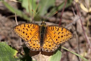 Niyobe (Fabriciana niobe)