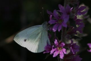 Yalanc Beyazmelek (Pieris pseudorapae)