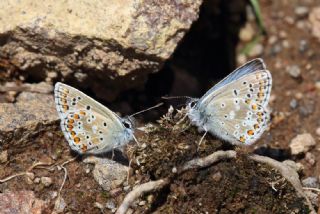 okgzl Balkan Mavisi (Aricia anteros )