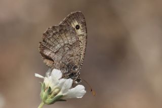 Seyit (Arethusana arethusa)