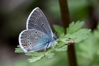 okgzl Gzel Mavi (Polyommatus bellis)