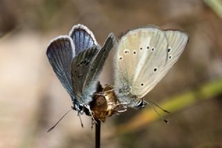 okgzl figenya (Polyommatus iphigenia)