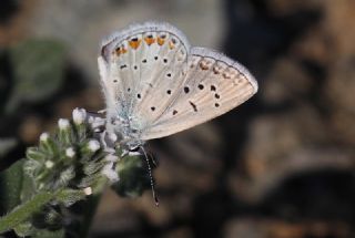 okgzl Byk Turanmavisi (Polyommatus myrrha)