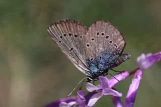 �okg�zl� Rus Mavisi&nbsp;(Polyommatus&nbsp;coelestina)
