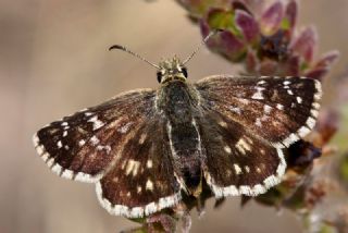 Gzel Zpzp (Pyrgus cinarae)