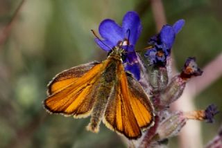 Sar Antenli Zpzp (Thymelicus sylvestris)