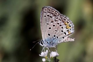 okgzl Gm Mavi (Albulina loewii)