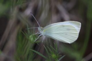 Kk Beyazmelek (Pieris rapae)