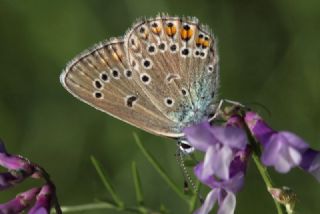okgzl Amanda (Polyommatus amandus)
