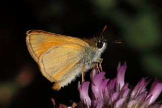 Sar Lekeli Zpzp (Thymelicus acteon)