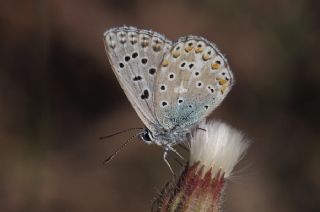 okgzl Gk Mavisi (Polyommatus bellargus)