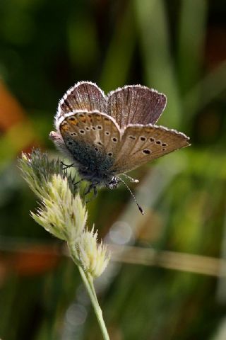 okgzl Geranium Mavisi (Polyommatus eumedon)