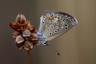 okgzl Kk Turan Mavisi (Polyommatus cornelius)