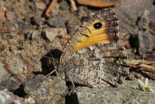 Seyit (Arethusana arethusa)