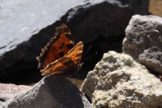 Sar Ayakl Nimfalis (Inachis xanthomelas)
