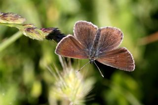 okgzl Geranium Mavisi (Polyommatus eumedon)