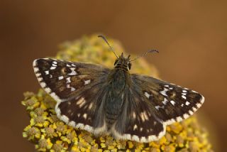 Zeytuni Zpzp (Pyrgus serratulae)