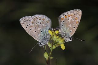 okgzl Gk Mavisi (Polyommatus bellargus)