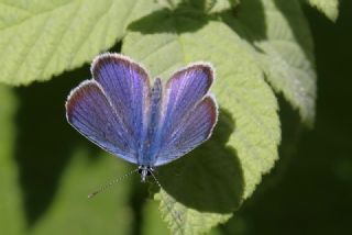 okgzl Gzel Mavi (Polyommatus bellis)