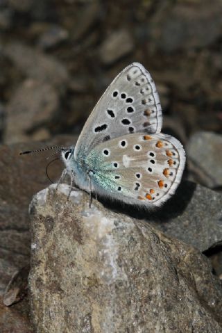 okgzl Gk Mavisi (Polyommatus bellargus)