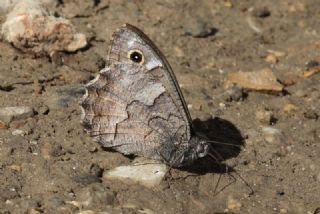 Anadolu Karamelei (Hipparchia fatua)