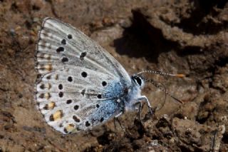 Anadolu Esmergz (Plebejus modicus)