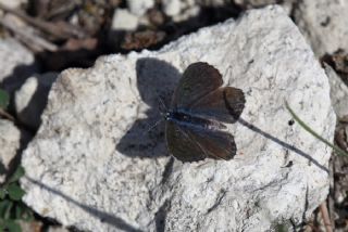 Himalaya Mavisi (Pseudophilotes vicrama)