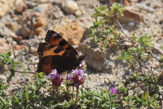 Aglais (Aglais urticae)