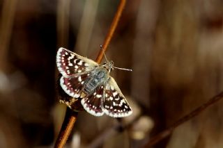 Kzl Zpzp (Spialia orbifer)