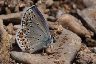 Anadolu Esmergz (Plebejus modicus)