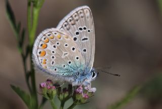 okgzl Mavi (Polyommatus icarus)