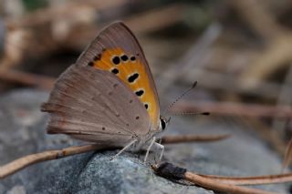 Benekli Bakr Gzeli (Lycaena phlaeas)