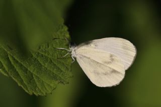 Narin Orman Beyaz (Leptidea sinapis)