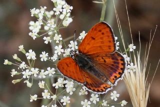 Kk Ate Gzeli (Lycaena thersamon)