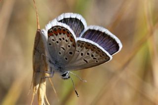 das Mavisi, Esmergz (Plebejus idas)