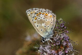 okgzl Balkan Mavisi (Aricia anteros )