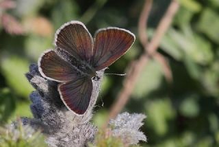 okgzl Geranium Mavisi (Polyommatus eumedon)