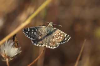 Ebegmeci Zpzp (Pyrgus malvae)