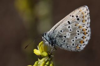 okgzl Balkan Mavisi (Aricia anteros )