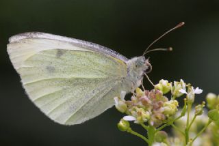 Kk Beyazmelek (Pieris rapae)