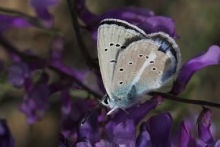 okgzl figenya (Polyommatus iphigenia)