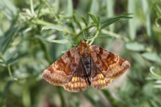 Benekli Byk parhan (Melitaea phoebe)