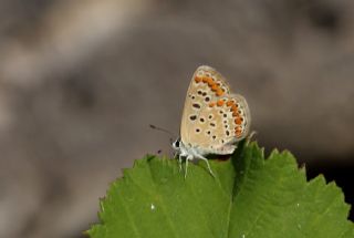 okgzl Mavi (Polyommatus icarus)