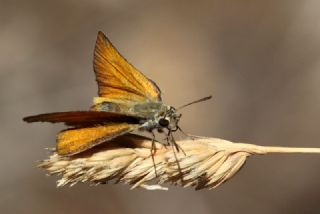 Sar Antenli Zpzp (Thymelicus sylvestris)