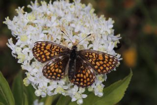 Amannisa (Melitaea athalia)