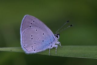 Minik Kupid (Cupido minimus)