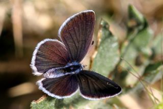 Mavi Osiris (Cupido osiris)