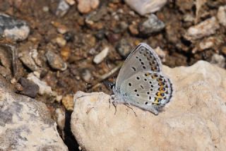 das Mavisi, Esmergz (Plebejus idas)