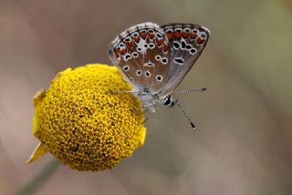 okgzl Orman Esmeri (Aricia artaxerxes)