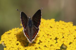 okgzl Orman Esmeri (Aricia artaxerxes)